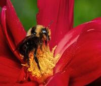 凉面里的蒜泥水怎么做